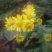 野菊花散装
