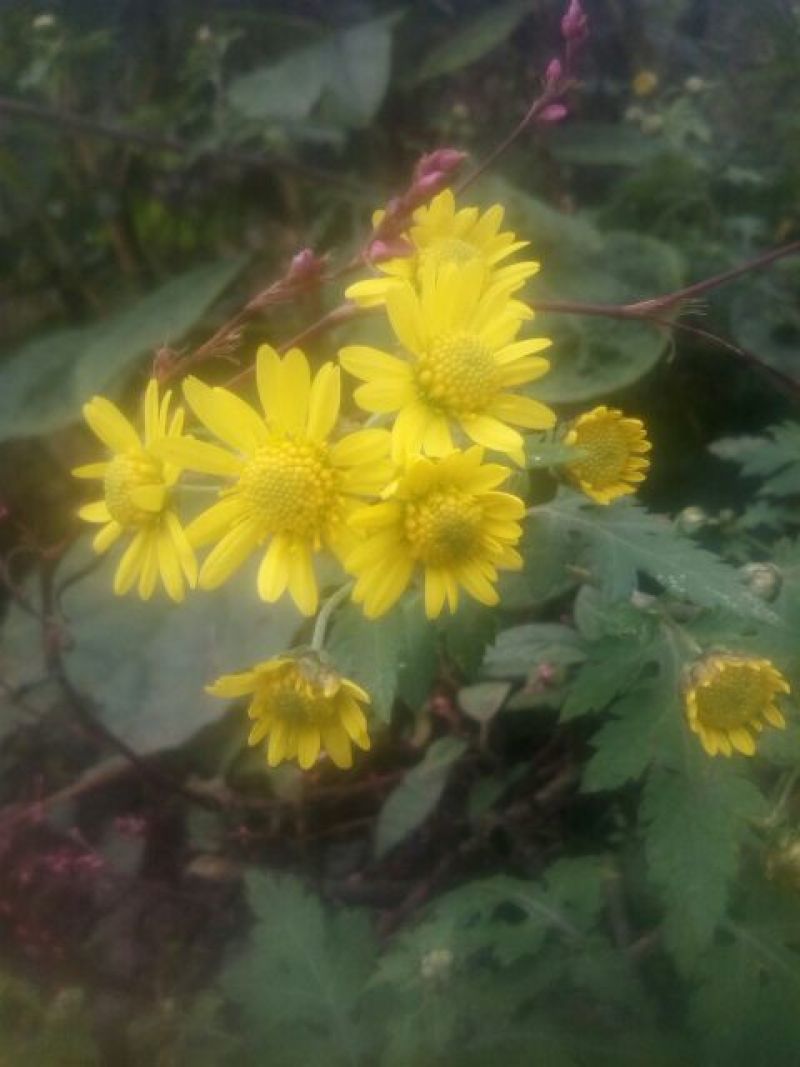 野菊花散装