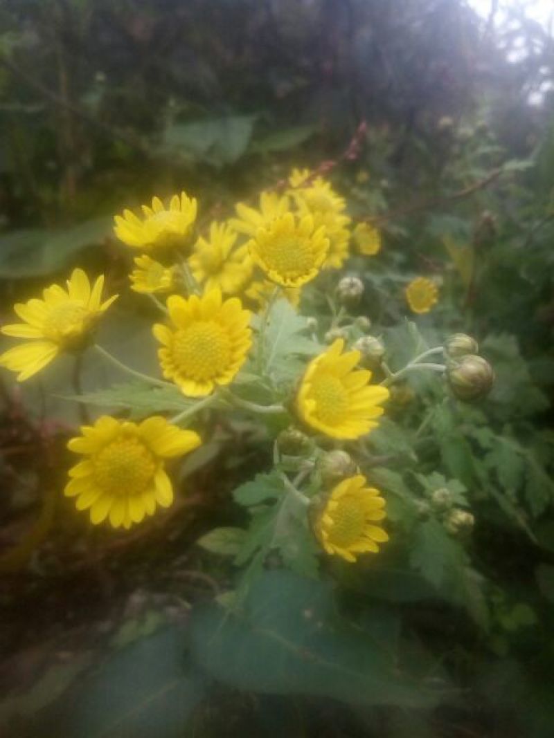 野菊花散装