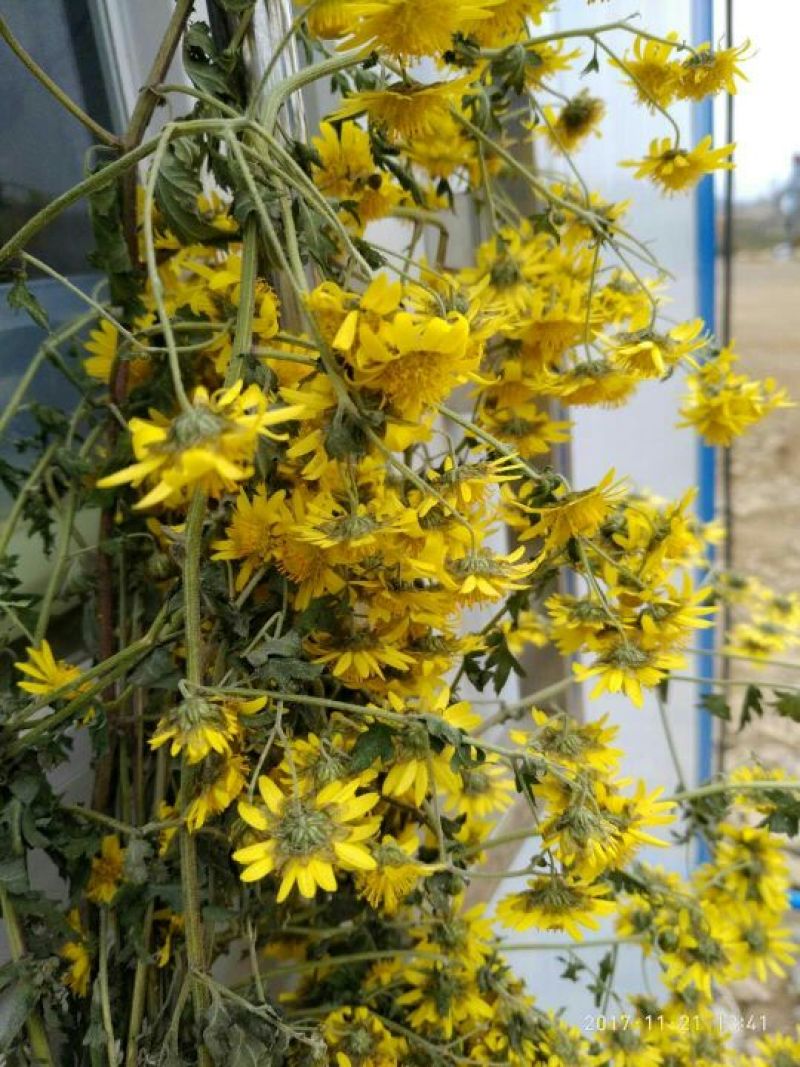 野菊花散装