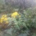 野菊花散装