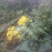 野菊花散装