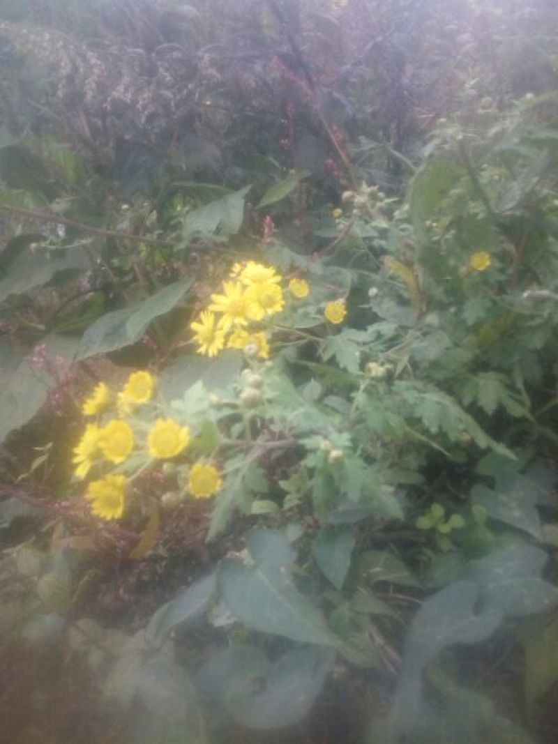 野菊花散装