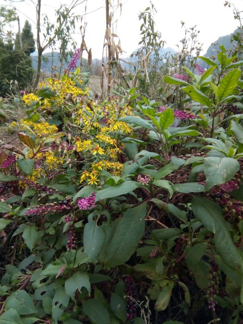野菊花散装