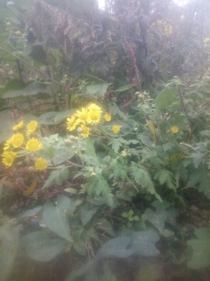 野菊花散装