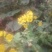 野菊花散装