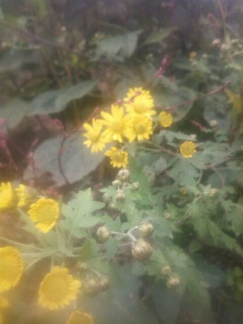 野菊花散装