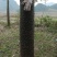 美丽异木棉3.5~4m20cm以上