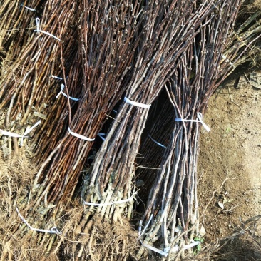 基地直销甜红仔山楂苗价格1--5公分山楂树苗价格