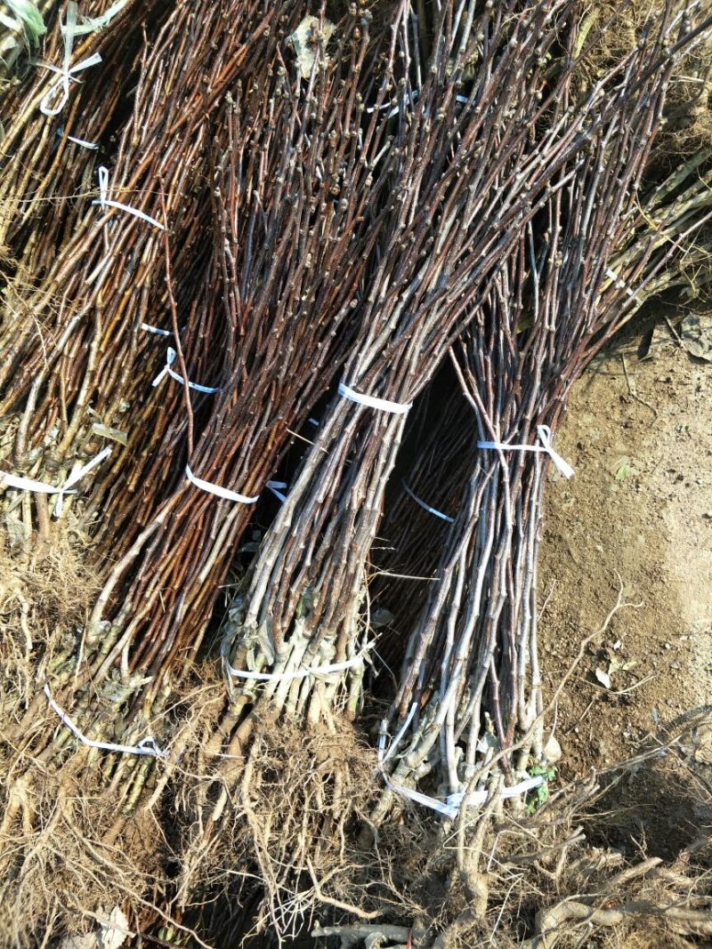基地直销甜红仔山楂苗价格1--5公分山楂树苗价格