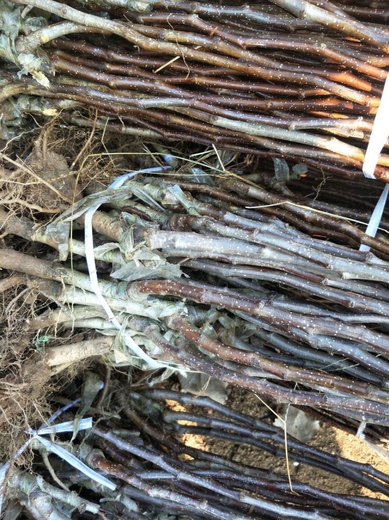 基地直销甜红仔山楂苗价格1--5公分山楂树苗价格