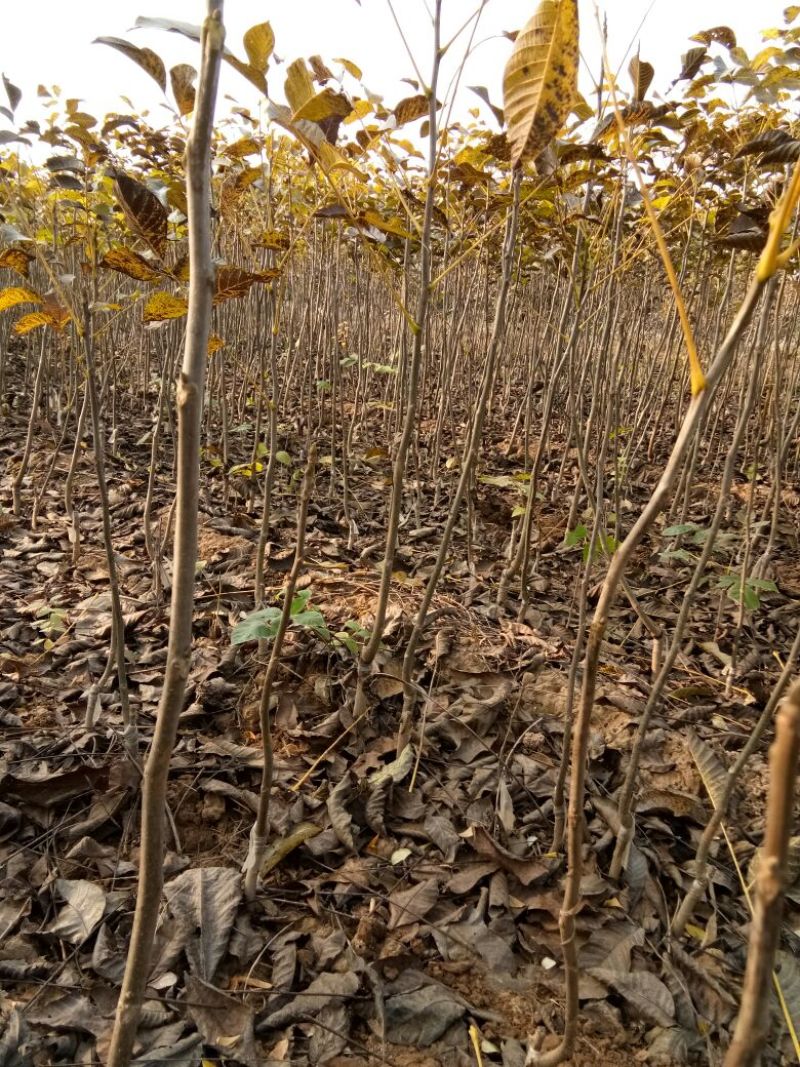 香玲核桃苗＊1~2年苗50~100cm包成活挂果技术