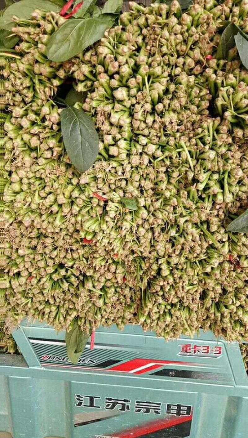 大叶菠菜20~25厘米