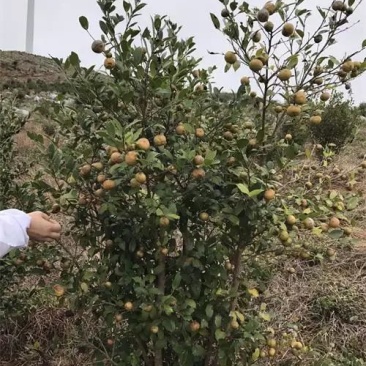 野山茶籽