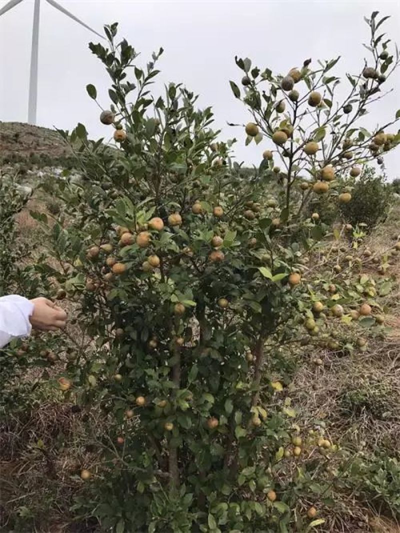 野山茶籽