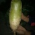 青萝卜1~1.5斤起