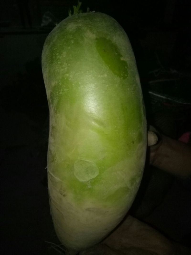 青萝卜1~1.5斤起