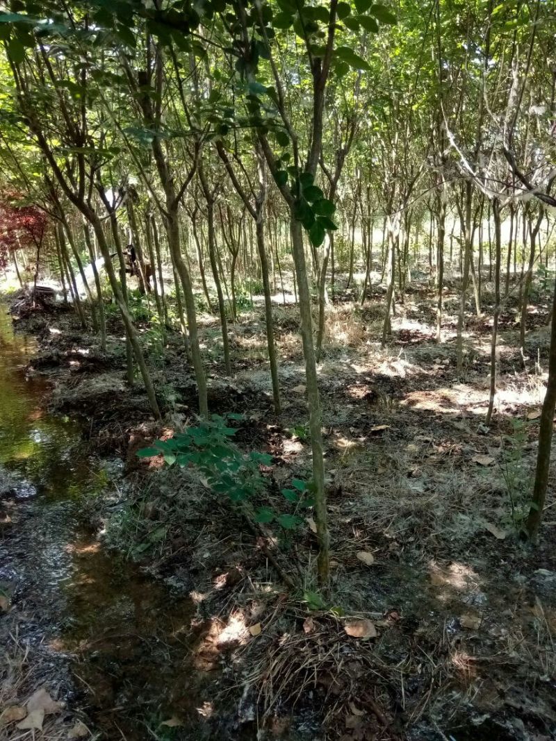 紫薇1米以下2~4cm1.5~2米