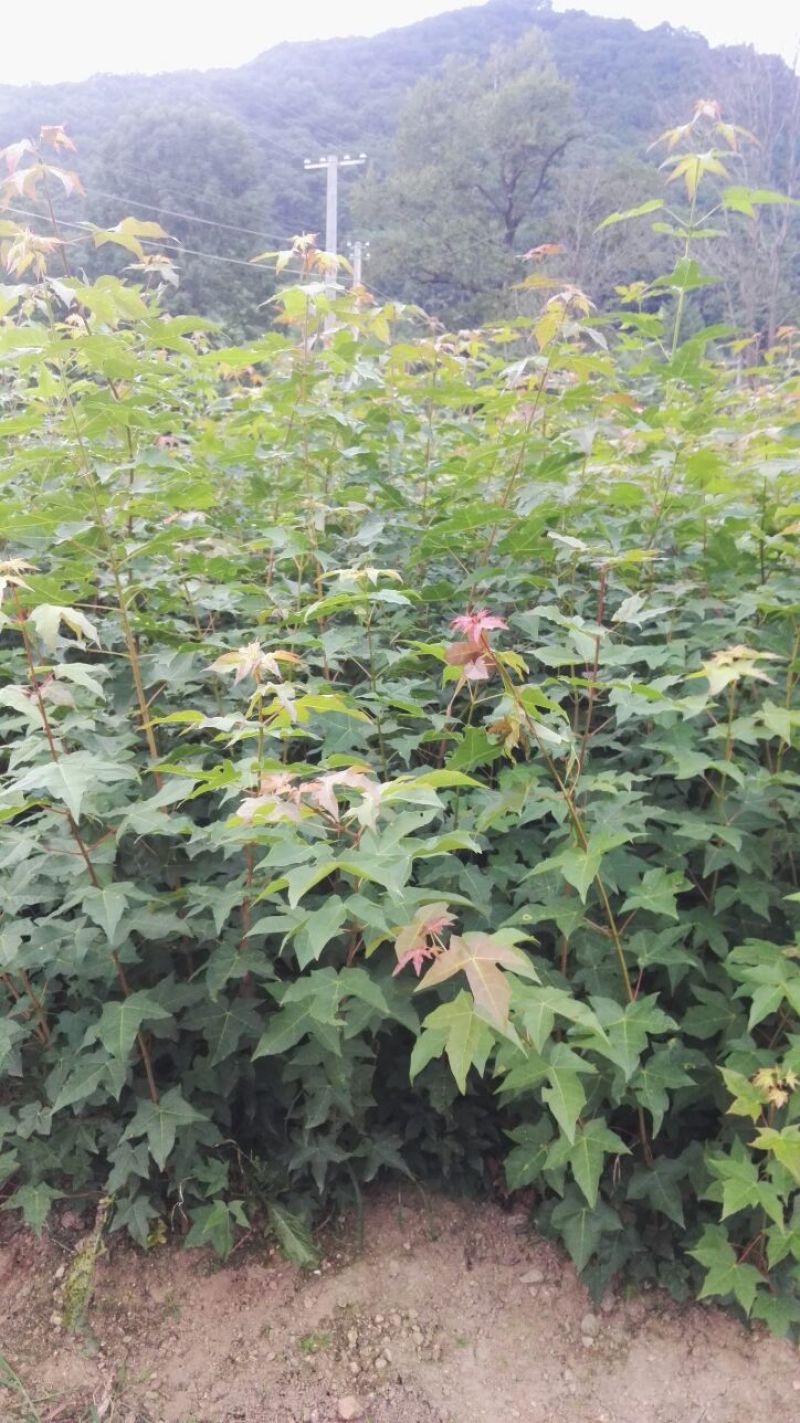 五角枫苗规格齐全圃地直销