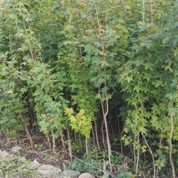 五角枫苗规格齐全圃地直销