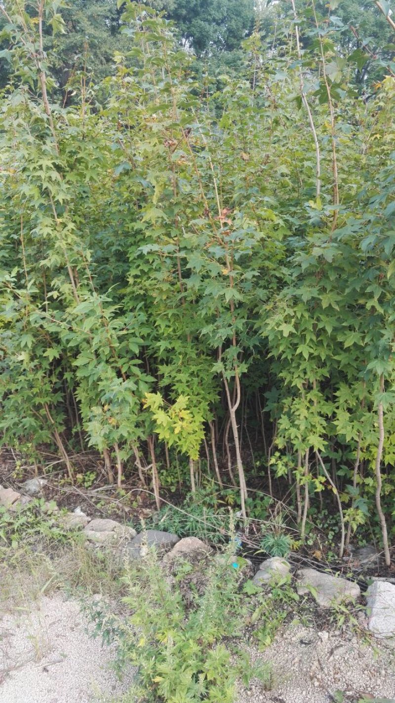 五角枫苗规格齐全圃地直销