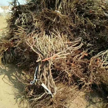 葡萄苗1年30~50cm葡萄树苗成活率高