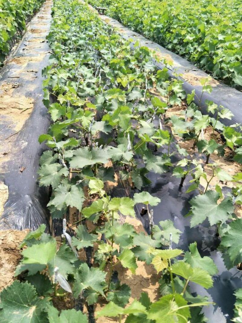 葡萄苗1年30~50cm葡萄树苗成活率高