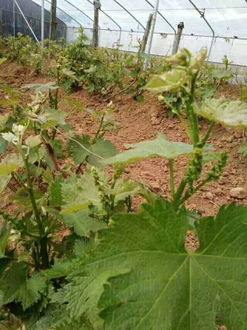 葡萄苗1年30~50cm葡萄树苗成活率高