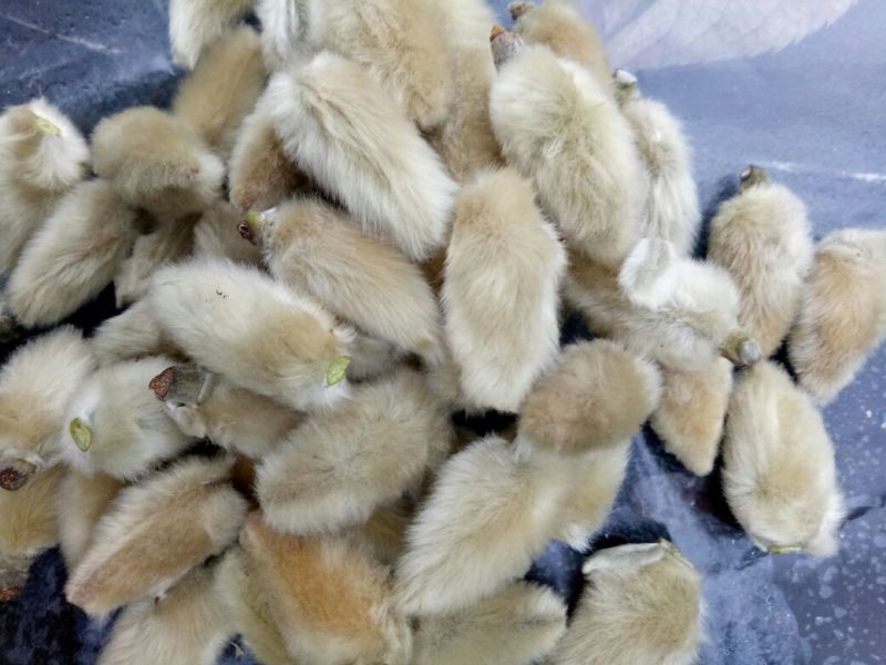 辛夷无梗大花。产地直销