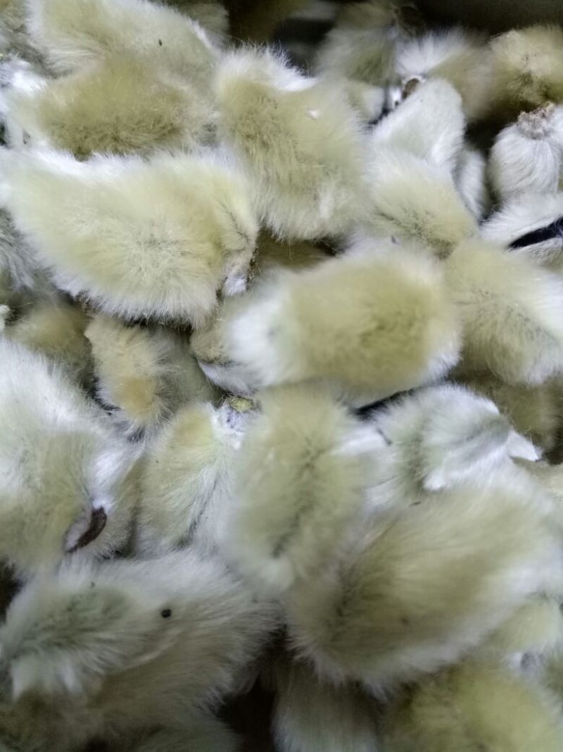 辛夷无梗大花。产地直销