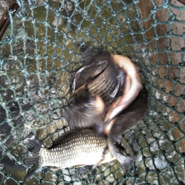 鲫鱼食用