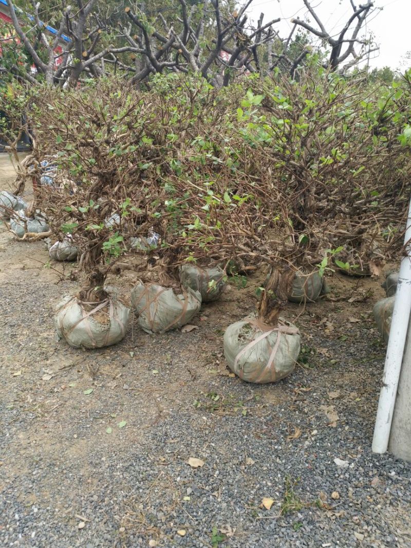 金银花1.5~2米
