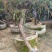 枸杞树8~10cm8~10cm1.5~2m