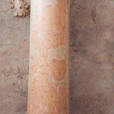 斑竹1~2m