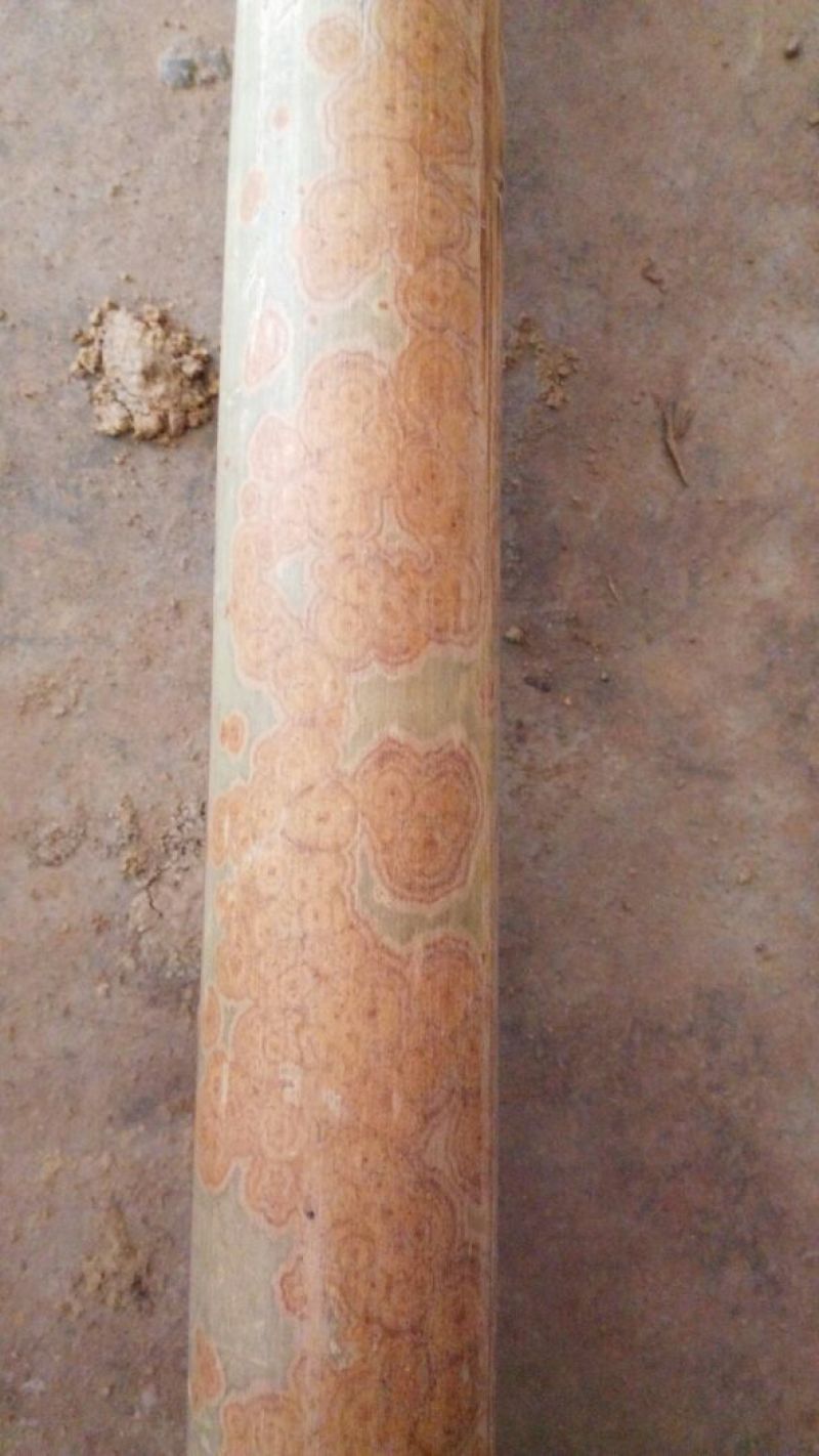 斑竹1~2m