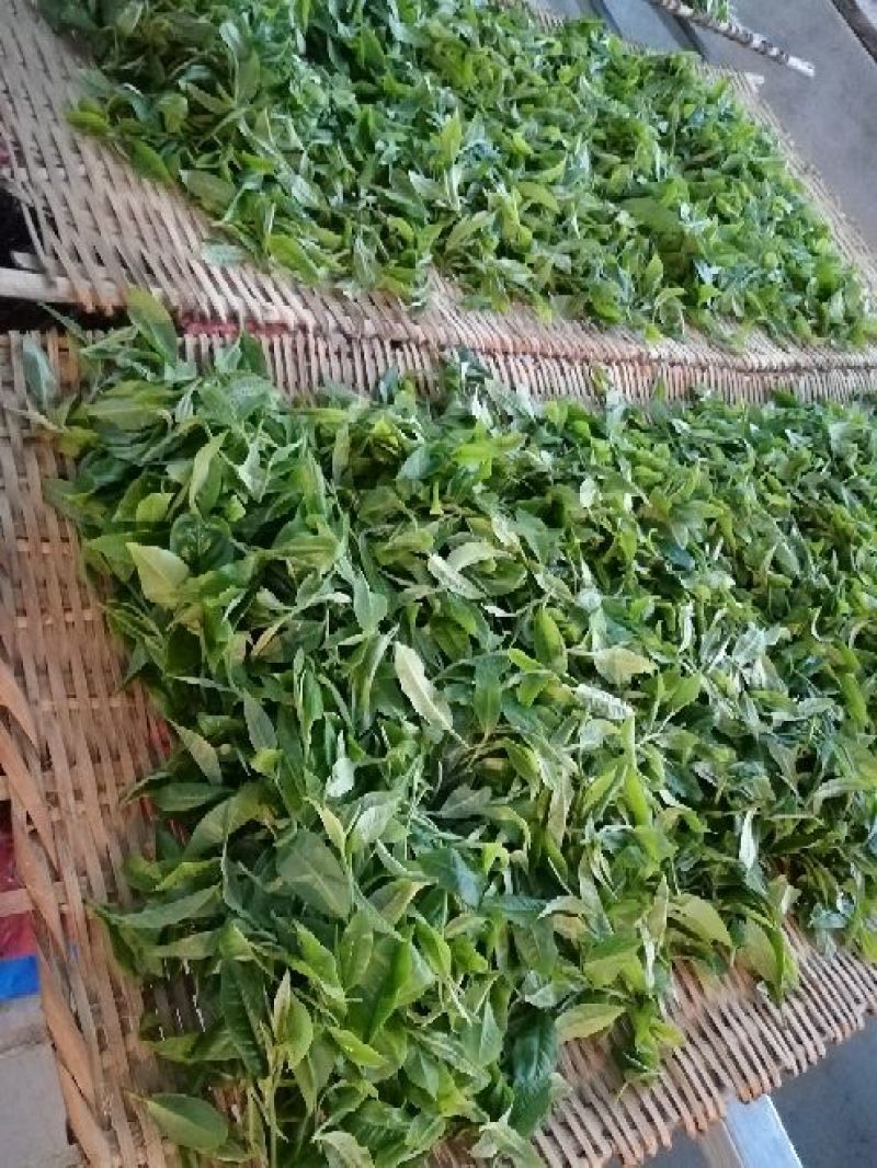 普洱茶特级