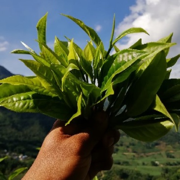 普洱茶特级