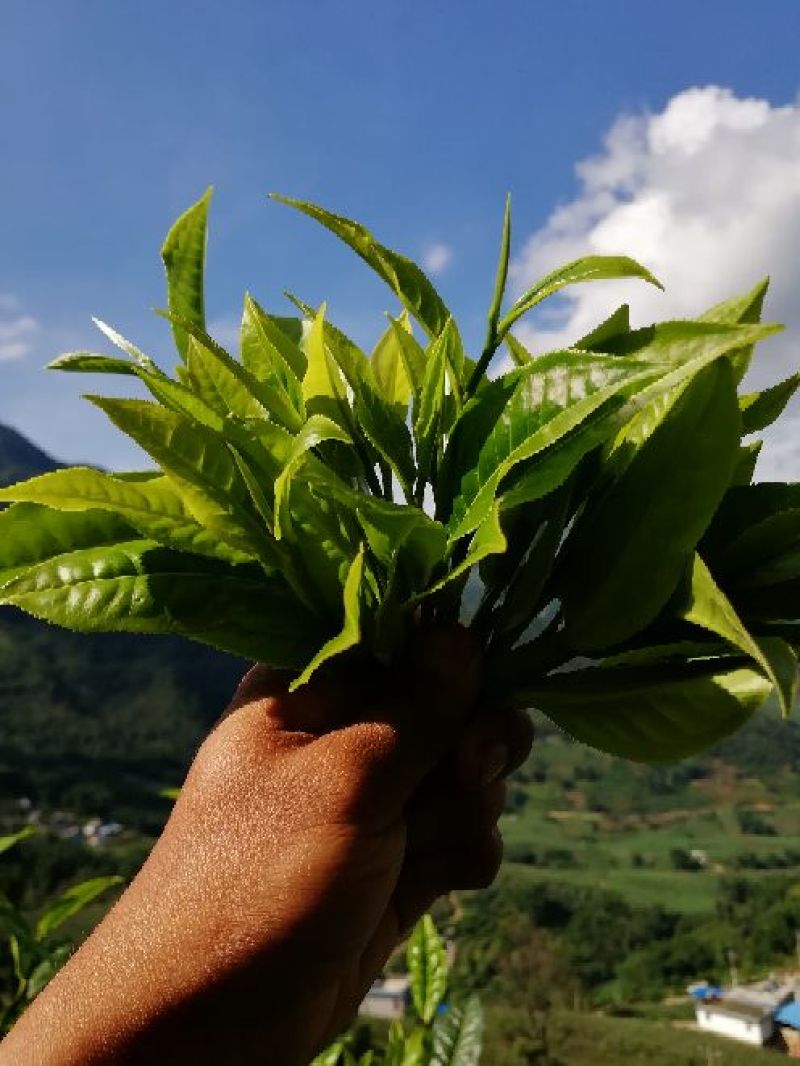普洱茶特级
