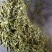 普洱茶特级