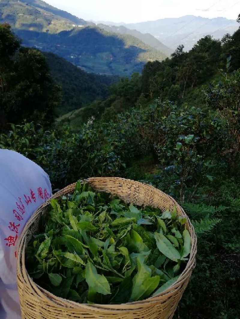 普洱茶特级