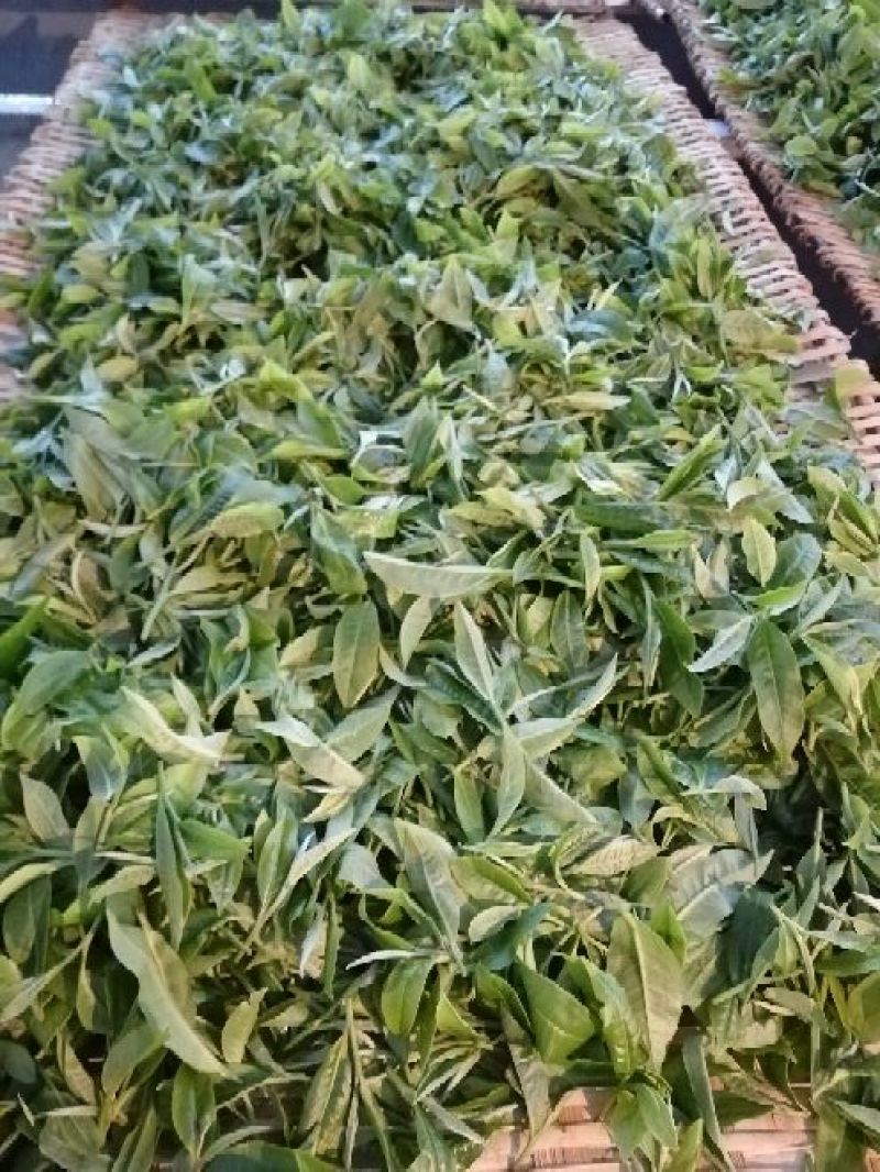 普洱茶特级