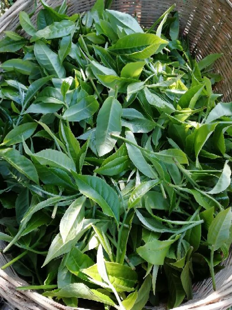 普洱茶特级