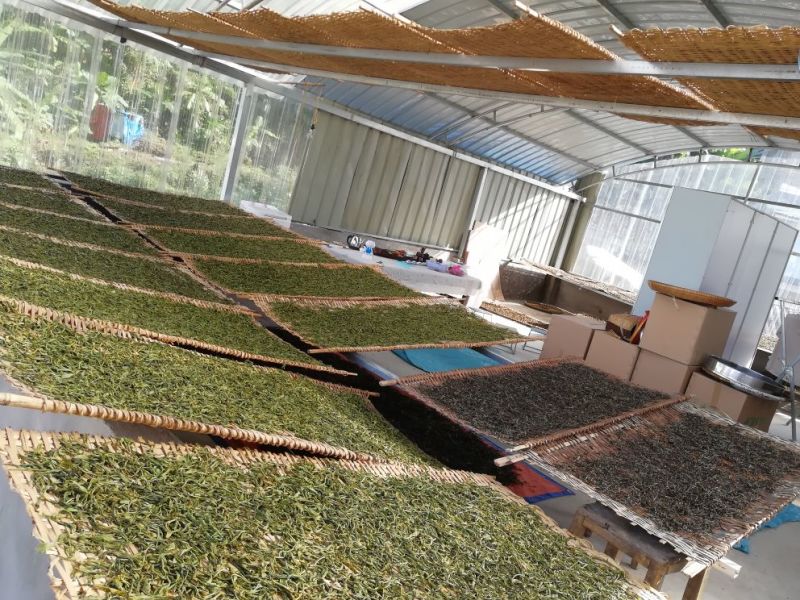 普洱茶特级