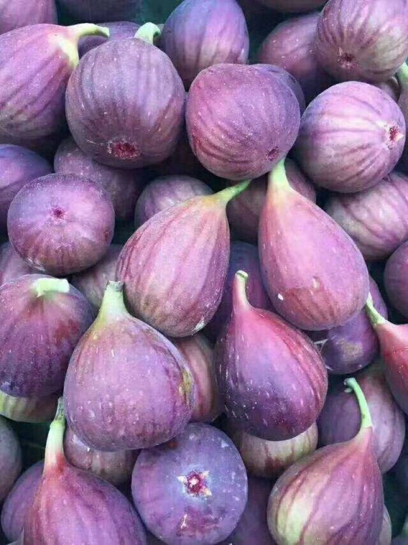 批发无花果苗一年苗波姬红布兰瑞克成活率高