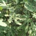 批发无花果苗一年苗波姬红布兰瑞克成活率高
