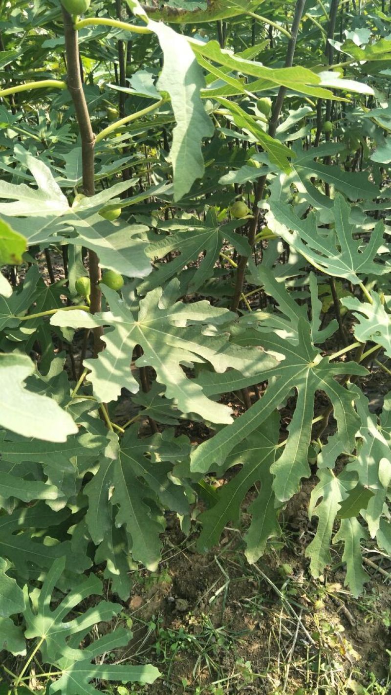 批发无花果苗一年苗波姬红布兰瑞克成活率高