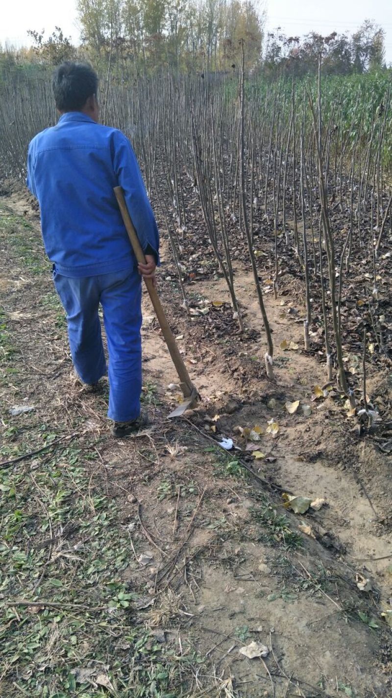 川早核桃苗1~2年薄皮核桃树苗实生核桃苗8518