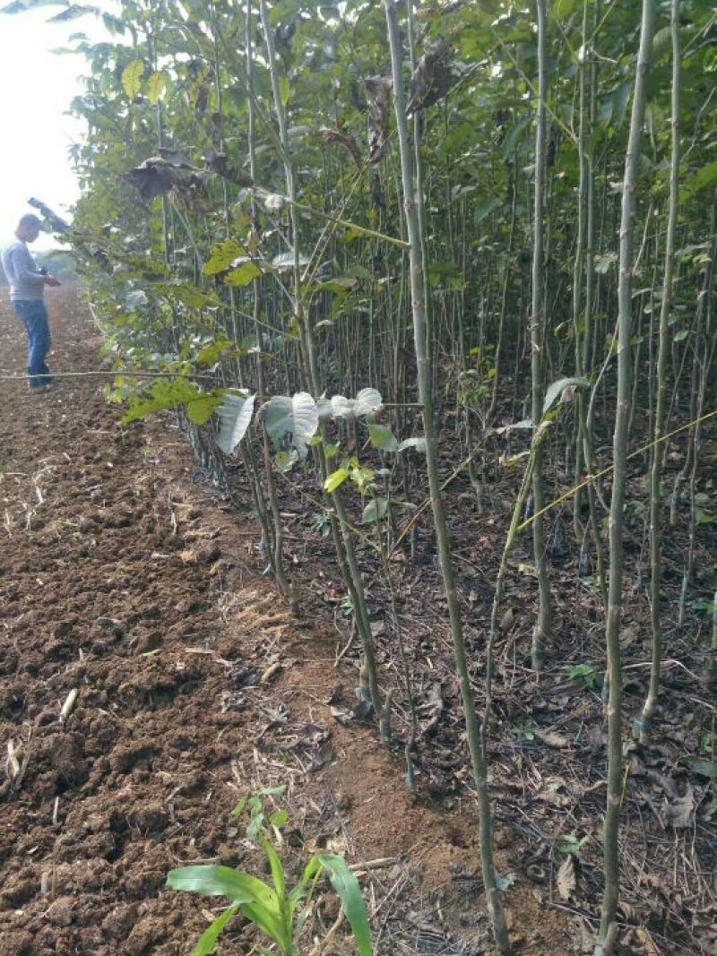 川早核桃苗1~2年薄皮核桃树苗实生核桃苗8518