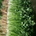 香菜铁杆青香菜精品小叶香菜25~30厘米代发全国