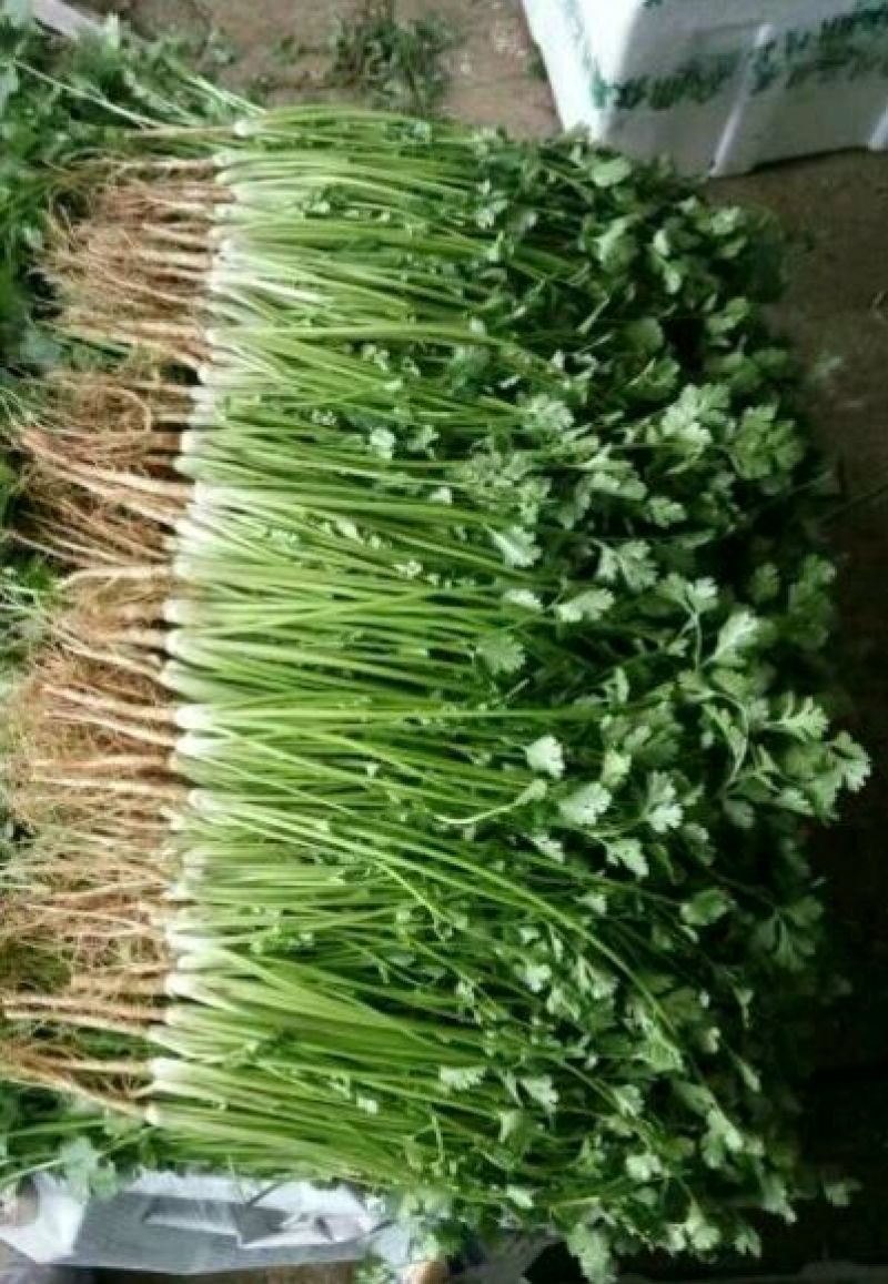 香菜铁杆青香菜精品小叶香菜25~30厘米代发全国